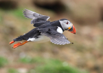 Puffin