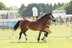 SBM_02334