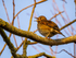 Song Thrush