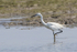 Little Egret