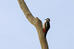 Great Spotted Woodpecker.  ref 5679