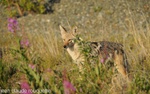 Coyote on the road to Denali National Park