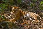 Bengal Tiger