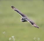 Short Eared Owl