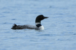 Great Northern Diver (adult breeding plumage), Iceland