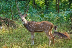 Spotted Deer Stag