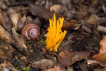 Yellow Staghorn