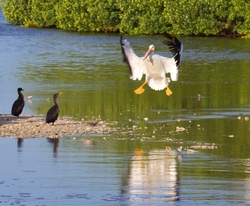  Pelicans _0039