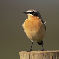 Wheatear