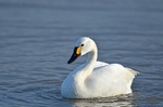 Bewick's Swan