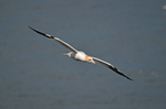 Gannet