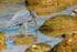 Heron