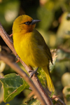 Spectacled Weaver portfolio