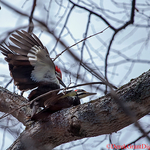 Hylatomus pileatus copulating pair