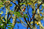 Migrant Hawker