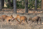 Dholes