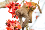 Assamese Macaque