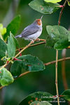 Red Headed Tailor Bird 141214