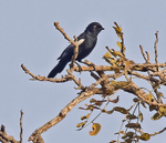White Shouldered Black Tit