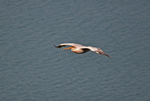 Dalmatian Pelican