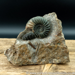 Sold scun 156 Aegasteroceras sp