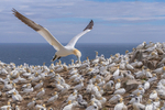 In the world of Gannets