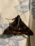 Sundowner Moth South Africa