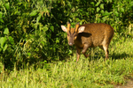 Muntjac Deer - RSPB Lakenheeath