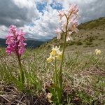 Hybrid Orchis - Orchis x colemanii ( Orchis mascula x O. pauciflora) This is a natural hybrid between  Early purple orchid (O. mascula) and few flowered orchid (O. pauciflora).