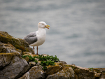 Herring Gull