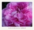 Rosa damascena 'Ispahan' 2