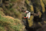Puffin returns with fish, Cape Ingolfshofdi, Iceland