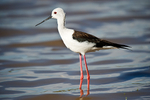 Black-Winged Stilt Nairobi