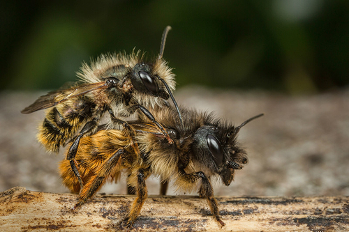 Osmia bicornis (rufa)