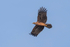 African Harrier Hawk