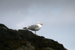 Herring Gull _AGT071