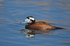White-headed Duck