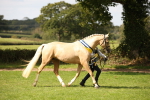 SBM_62975