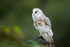 Barn Owl