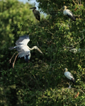 Asian Openbill flying past trees, Gao Giong, Vietnam