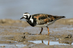 Turnstone