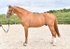 equiscot3622