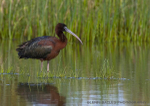 Glossy Ibis