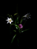 Lillies