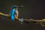 Kingfisher