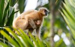 Golden Langur