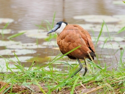 African Jacana