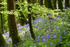Bluebells near Looe in Cornwall