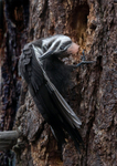 Pileated Woodpecker immature preening