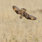 Short-eared Owl in a dive, Hawling, Gloucestershire